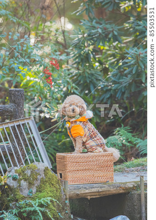 Tiger costume and dog 85503531