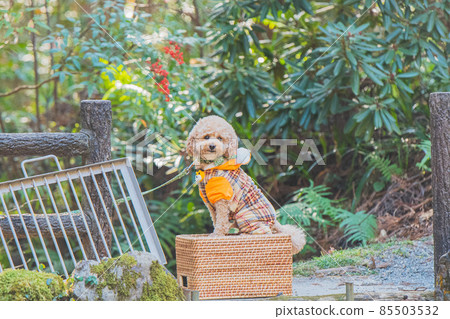 Tiger costume and dog Tiger costume and dog 85503532