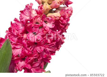 hyacinth 85503722