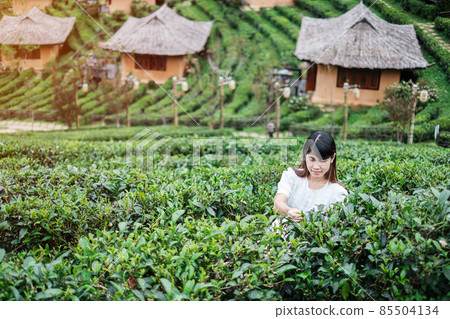 Happy tourist woman in white dress enjoy beautiful Tea garden.Traveler visiting in Ban Rak Thai village, Mae Hong Son, Thailand. travel, vacation and holiday concept Happy tourist woman in white dress enjoy beautiful Tea garden.Traveler visiting in Ban Rak Thai village, Mae Hong Son, Thailand. travel, vacation and holiday concept 85504134