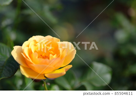 Close-up of roses Close-up of roses 85504611