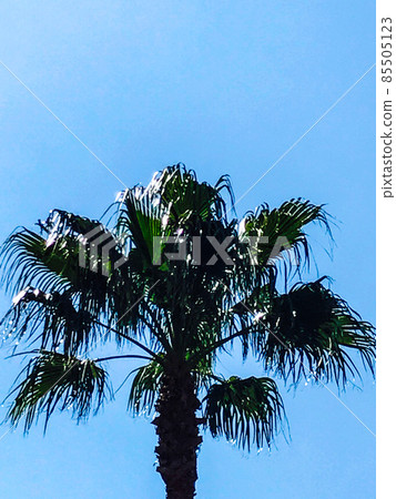 天空和熱帶棕櫚樹 天空和熱帶棕櫚樹 85505123