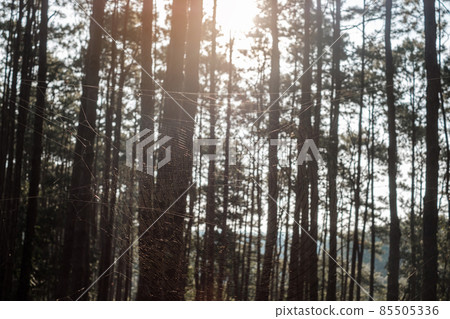 pine tree forest with spider in winter season 85505336