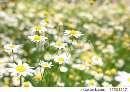 Beautiful blooming medical roman Chamomile flowers Field  85505337