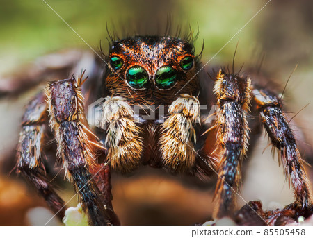 Portrait of Aurelius v-insignitus jumping spider portrait Portrait of Aurelius v-insignitus jumping spider portrait 85505458