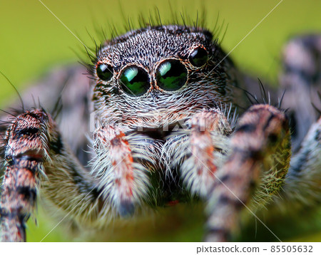 Portrait of Aelurillus v-insignitus female jumping spider portrait Portrait of Aelurillus v-insignitus female jumping spider portrait 85505632