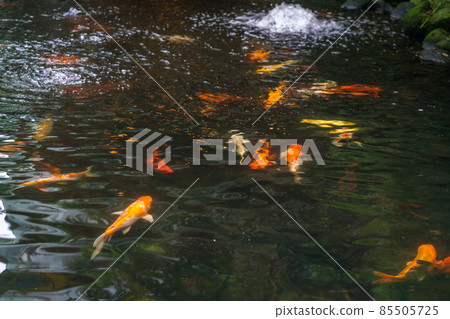 Cute Japanese Koi fish in the beautiful pond 85505725