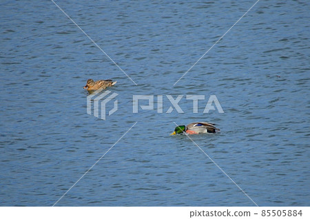 Fun appearance of a duck 85505884