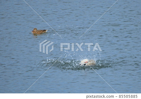 Fun appearance of a duck 85505885