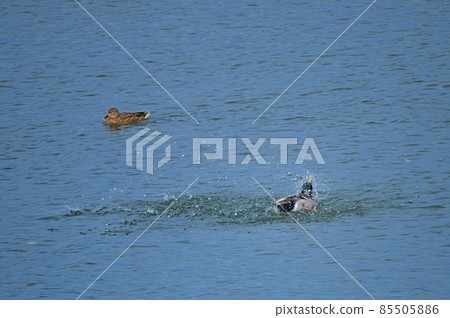 Fun appearance of a duck 85505886