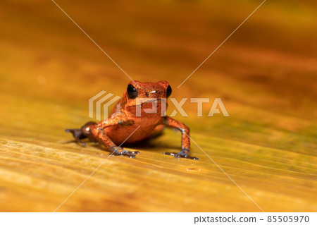 Strawberry poison-dart frog (Oophaga pumilio, formerly Dendrobates pumilio)-001 copy 85505970