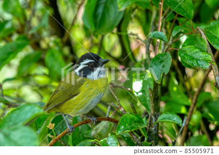 Sooty-capped bush tanager (Chlorospingus pileatus) San Gerardo de Dota, Costa Rica. Sooty-capped bush tanager (Chlorospingus pileatus) San Gerardo de Dota, Costa Rica. 85505971
