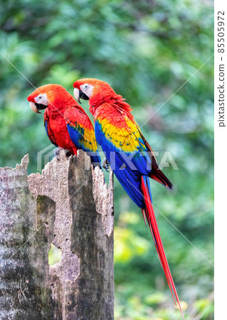 Scarlet macaw (Ara macao), Quepos Costa Rica. 85505972