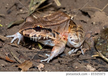 Savages thin-toed frog (Leptodactylus savagei), Carara National Park, Tarcoles, Costa Rica wildlife. 85505973