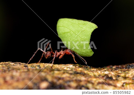Leafcutter ant (Atta cephalotes) 85505982