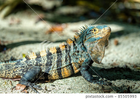 Black spiny-tailed iguana (Ctenosaura similis), Manuel Antonio National Park, Costa Rica wildlife Black spiny-tailed iguana (Ctenosaura similis), Manuel Antonio National Park, Costa Rica wildlife 85505993