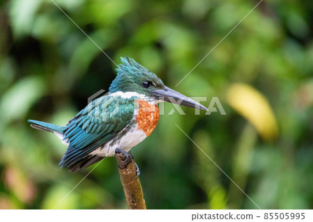 Amazon Kingfisher (Chloroceryle amazona), Cano Negro Costa Rica 85505995