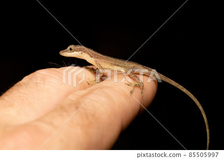 Anolis Limifrons, Cano Negro, Costa Rica Anolis Limifrons, Cano Negro, Costa Rica 85505997