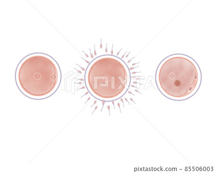 Watercolor illustration of fertilized human egg 85506003