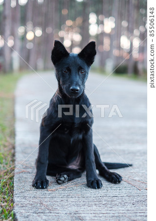 A dog sitting in the park, a young black dog looking to something A dog sitting in the park, a young black dog looking to something 85506148
