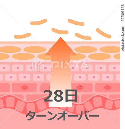 Illustrated diagram of turnover in which skin cells are reborn 85506168