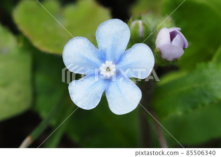 Yamarinisou花 Yamarinisou花 85506340