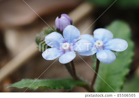 Yamarinisou flower 85506505