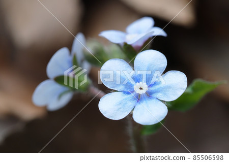Yamarinisou flower Yamarinisou flower 85506598