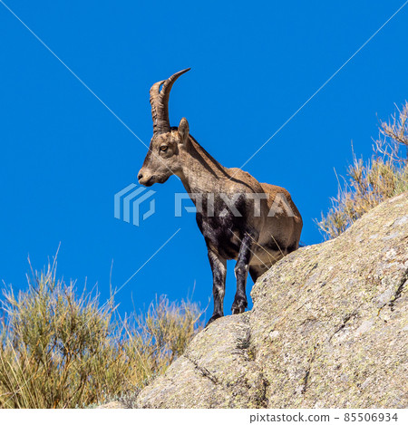The Iberian ibex, Capra pyrenaica in the Gredos mountains near Navacepeda, Castile Leon Spain The Iberian ibex, Capra pyrenaica in the Gredos mountains near Navacepeda, Castile Leon Spain 85506934