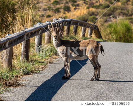 The Iberian ibex, Capra pyrenaica in the Gredos mountains near Navacepeda, Castile Leon Spain The Iberian ibex, Capra pyrenaica in the Gredos mountains near Navacepeda, Castile Leon Spain 85506935