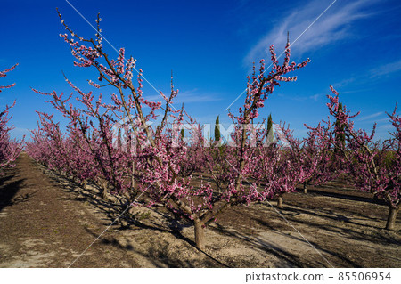 Peach blossom in Cieza, Mirador El Horno in the Murcia region in Spain 85506954
