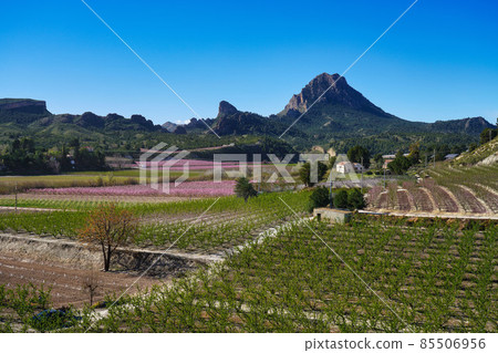 Peach blossom in Cieza, Mirador El Horno in the Murcia region in Spain 85506956