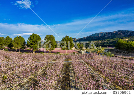 Peach blossom in Cieza La Torre in the Murcia region in Spain Peach blossom in Cieza La Torre in the Murcia region in Spain 85506961
