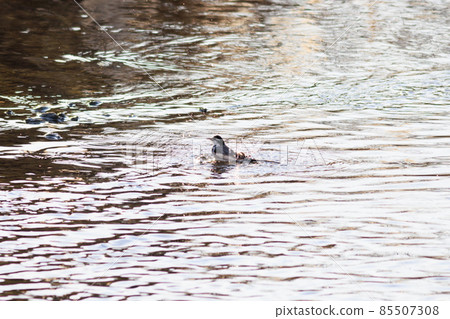 Baked in a bath 85507308