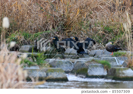 大鸕鶿沐浴 85507309