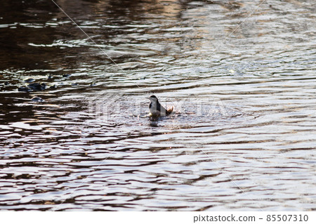 Baked in a bath 85507310