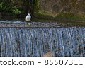 Heron bathing 85507311
