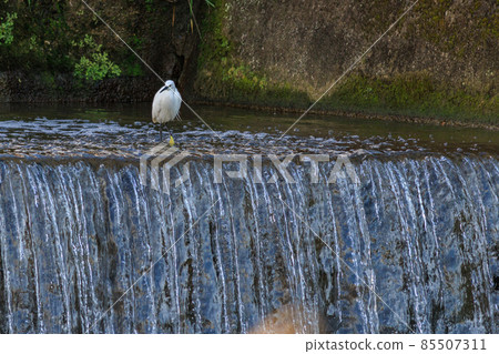 鷺沐浴 85507311