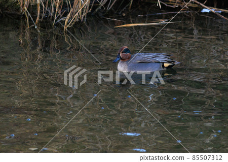 Duck bathing 85507312