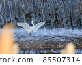 Heron bathing 85507314