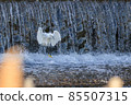 Heron bathing 85507315