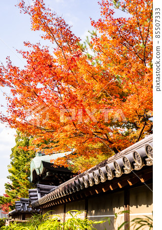 明亮花園中的秋葉,鮮紅的楓樹和花園,秋色,秋葉,仰望秋葉,美麗的秋葉,感受日本的秋葉 明亮花園中的秋葉,鮮紅的楓樹和花園,秋色,秋葉,仰望秋葉,美麗的秋葉,感受日本的秋葉 85507333