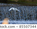 Heron bathing 85507344