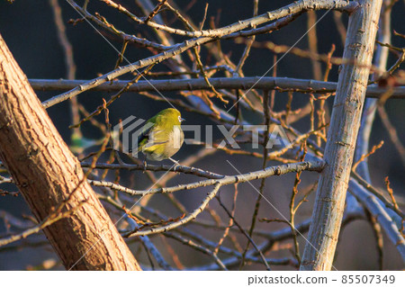 Mezzilos被困在樹上 85507349