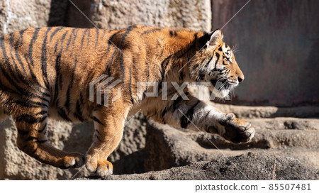 A tiger that starts running 85507481