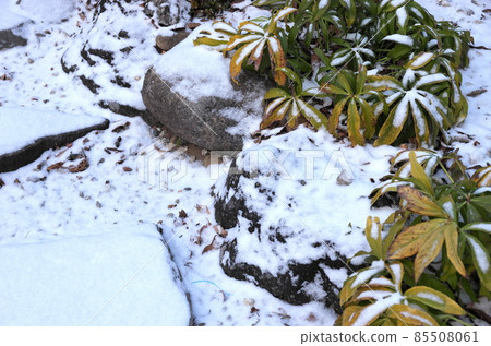 雪寒丸 雪寒丸 85508061