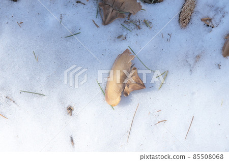 在雪的杉樹種子 85508068