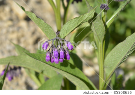 Common comfrey 85508656