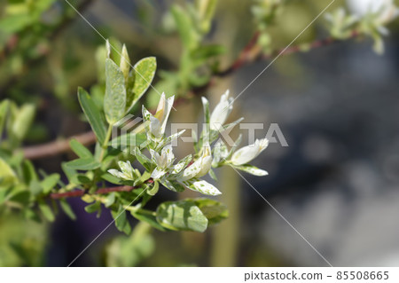 Flamingo Willow Hakuro Nishiki Flamingo Willow Hakuro Nishiki 85508665