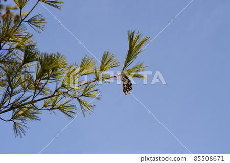 Eastern white pine 85508671